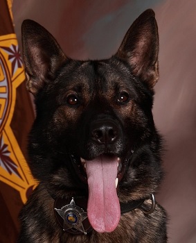 K9 Cezar