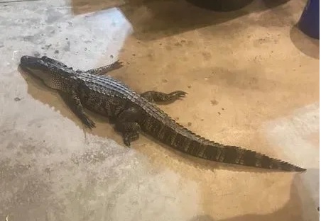 Alligator Found In Columbia City, Indiana Lake – Mercer County Outlook Alligator Found In Columbia City, Indiana Lake – Mercer County Outlook
